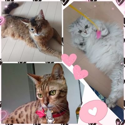 にゃんこ、動物、モーニング娘。(亀井絵里、北川莉央)大好き♥ソアラ'15/3/31(ベンガル10才)とステラ'17/1/16(ペルシャ8才)とキース'19/5/18(ソマリ6才)の3匹の息子達がいます
猫好きさんと繋がりたい🐾無言フォロー失礼します┏○))ペコッ🐾今年はモーニングの現場デビューするんだっ🥺✨