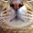 tiger_tiger1101