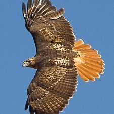 ckpeace00's profile picture. Truth Seeker 
Empath