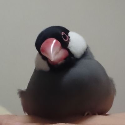 おはるさんのプロフィール画像