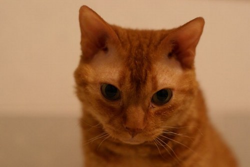 supermodel151's profile picture. 