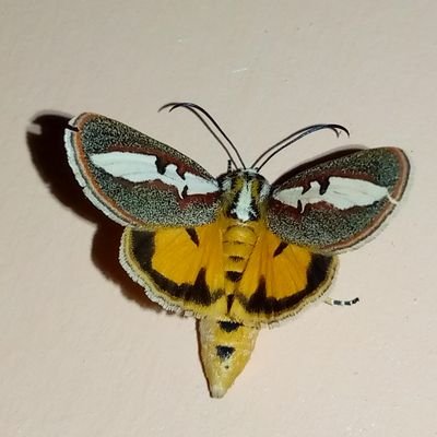 teemanjawa's profile picture. 💙❤️