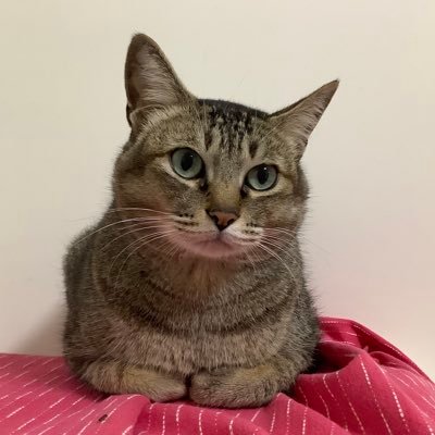 artemis2k's profile picture. 