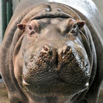 徳山動物園のカバのマルちゃんが好き。レッサーパンダが好き。ビントロングが好き。ただ好きなだけなんです。でも動物園については初心者なんです。

いいねやRT、フォロー大歓迎！無言フォロー失礼します(o^^o)