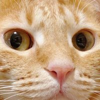 いっぬ (@innu_11111) 's Twitter Profile Photo