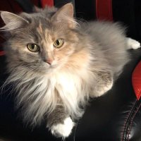 Jelly (@jellyeatscereal) 's Twitter Profile