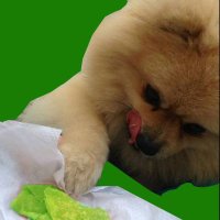 MonkeyMePeck (@sopa0808) 's Twitter Profile Photo