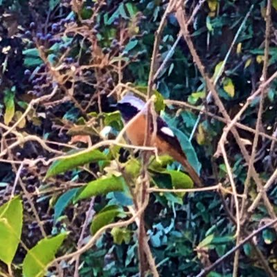 sh37769946's profile picture. 