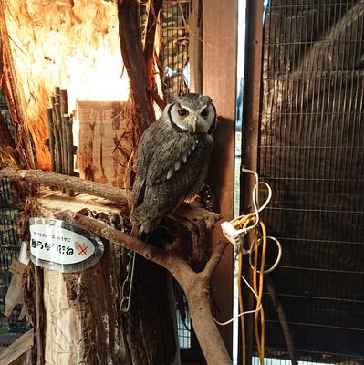 oaMA0SjsZxvNrvi's profile picture. 初めまして🦉|既婚|レス歴数十年|エチ好き|舌技が得意|とにかく優しい|奉仕型のSでもありMでもある|よろしくね😃✌️