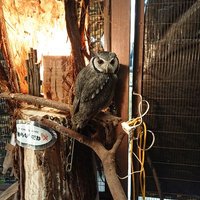あきりん🦉 (@oama0sjszxvnrvi) 's Twitter Profile