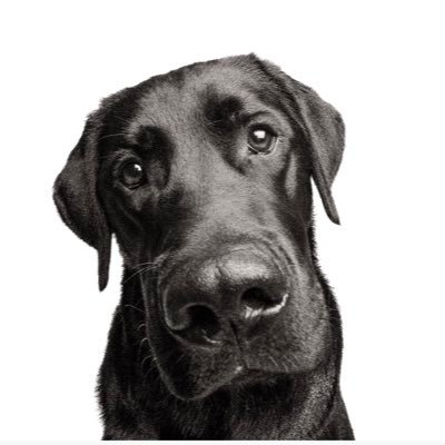 otis_hearingdog's profile picture. #Otis 🐕‍🦺 ~ 6 ( Hearing Dog ) #Erin 😁~ 24 (Deaf Partner) 📍North West,Lancashire @hearingdogs 🌻 Not All Disabilities Are Visible!🌻