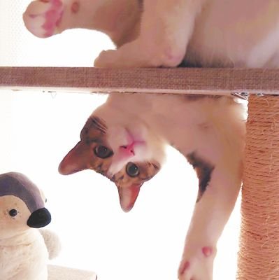 2019.4.20生まれの保護猫を2019.6.18に引き取り久しぶりのケモノの手触りを堪能中❤️とーちゃんとかぁちゃんと風太🐱の暮らし。活字中毒 紙の本で読みたい派。投資、副業に興味ありません❌勧誘❌エロ❌宗教❌政治❌誘導❌写真などの無断使用❌でお願いします🙇⤵️フォロー、フォロー外しはご自由に😄
