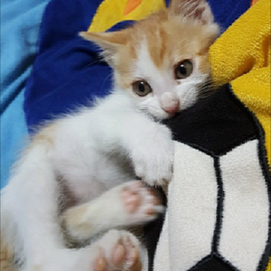 링디기디기딕さんのプロフィール画像