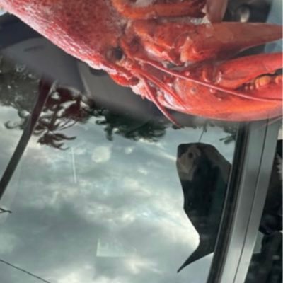 Wolfy20212022's profile picture. 🤔🙃😉
