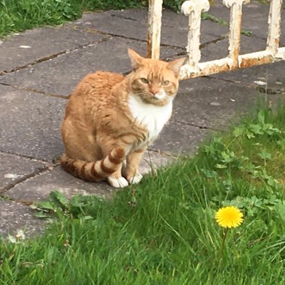 Gerrithecat1's profile picture. Fed up with London cats all getting the limelight. I’m from north west uk. Power to gingers everywhere! Female