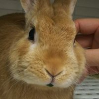 うさぎさん🐰 (@unyuraihu) 's Twitter Profile