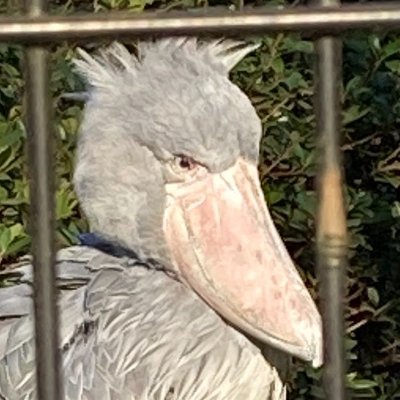 アトナ はじめてのおつかいが取手やってる カトリマンションの下のケーキ屋とか懐かしい