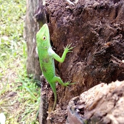 CarIsa2110's profile picture. 