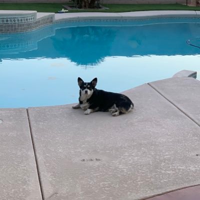 stv_pool's profile picture. Hate water, but I’ll chase a “chuckit” until I drop. Love people, dislike other dogs. I came from Northern Nevada. 7yrs old.