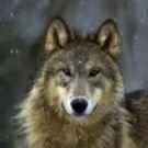 JancaWolf's profile picture. When life gives you lemons, make lemonade