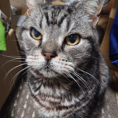 アフロさんのプロフィール画像