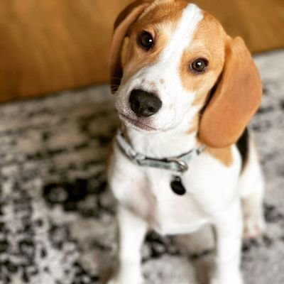 I am Darwin the beagle and this is my adventure.

https://t.co/UPlFmrohOa