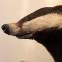 BrocktheBadger(@BadgerBrockthe) 's Twitter Profileg