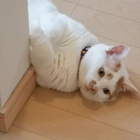 yaksa (@yaksa_oh) 's Twitter Profile Photo yaksa (@yaksa_oh) 's Twitter Profile Photo