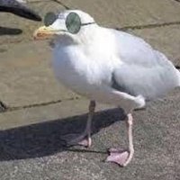 ceistan (@ceisstan) 's Twitter Profile Photo