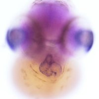 Zebrafish Developmental Genomics Lab (@zebrafishlab) 's Twitter Profile Photo Zebrafish Developmental Genomics Lab (@zebrafishlab) 's Twitter Profile Photo