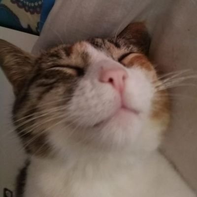 Isrrael75396769's profile picture. 