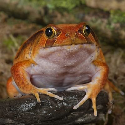 Tomatoad_'s profile picture. 🍅🐸