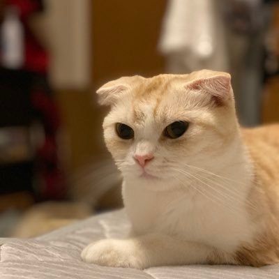 Yoshiki 劇場版アクセルワールド感想 まず原作読んでる人はそれなりに楽しめたのではないだろうか 小説で挿絵があったりしてもニコの新しい強化外装や例かー師匠の足技などはやっぱり動きのあるアニメでぜひ見たかったものであろう やっぱりアクセル