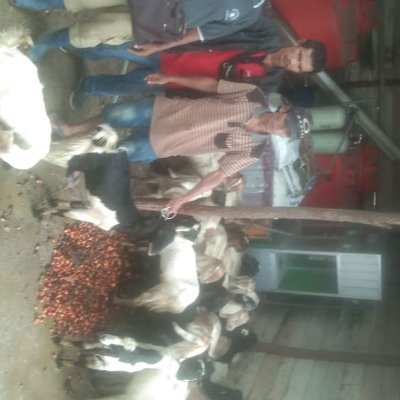 Jual kambing aqiqah dan pelihara,dan juga menerima pesanan kambing dengan jumlah banyak informasi,wa,082148101174