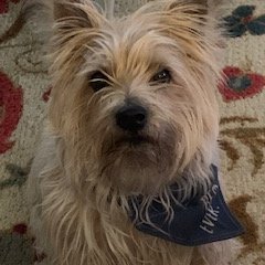 My name is Beau, I'm a 2017 Cairn Terrier... and life is good!