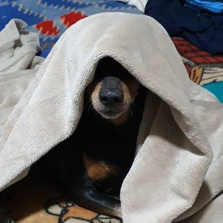 alex2furious's profile picture. 🎮🎮🎮 Programador, fanático tanquista y seguidor de la ciencia ficción. 🎮🎮🎮