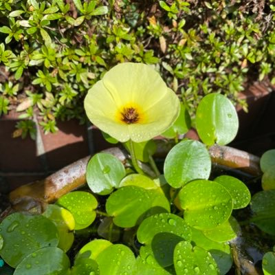 pAZBonICEsb3ANm's profile picture. 🧶🧵🥘🍅🍆🎹🎼 ピアノの音色好き😊        #角野隼斗 さんの🎹が好きから始めた居場所です 「音楽は自分のために 音楽活動は人々のために」素敵な座右の銘だなぁ