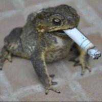 LansjePansjeKevertje (@monocolonolonus) 's Twitter Profile
