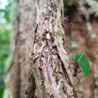 Ing. Agronomo, Universidad de Costa Rica.