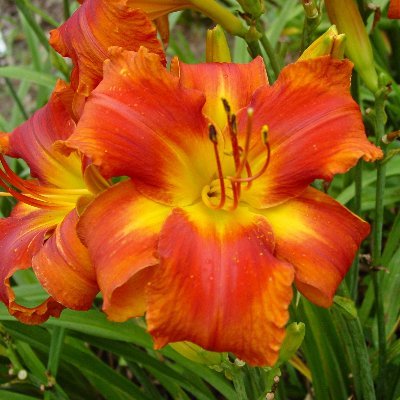 EtlEllen's profile picture. Boston, MA - MAGA Family, Stop the Steal of our Elections!!!