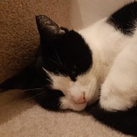 LisaPops71 (@lpops71) 's Twitter Profile