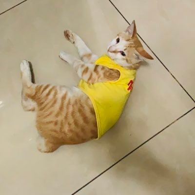 yeehawstobit's profile picture. BTS, always stay true to yourselves 💜 My blood runs purpleㅣStan OT7 BTS & their pets