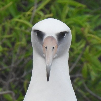 Composer, Professor University of Hawaiʻi at Mānoa, Bird Symphonist