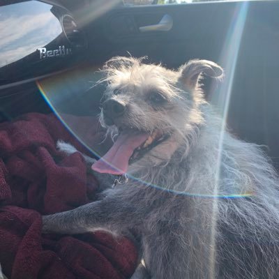 miah_heard's profile picture. @ wright state