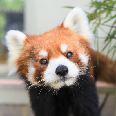 静岡県三島市にある《 楽寿園(らくじゅえん) 》のアカウントです。 東海道新幹線_三島駅南口すぐの日本庭園(旧皇族別邸)&プチ動物園&プチ遊園地。 メリーゴーランドと豆汽車のノスタルジックな雰囲気の中、レッサーパンダやカピバラなどがお出迎え‼️【✨学生入園無料(学生証提示)✨駐車場2時間200円】