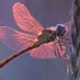 Dragonfly Naturist Village (@naturistvillage) Twitter profile photo Dragonfly Naturist Village (@naturistvillage) Twitter profile photo