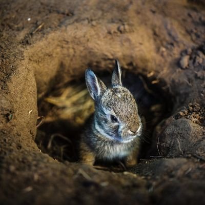 _KevinJom's profile picture. opinions are my own.