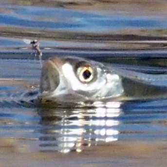 「川と森」のアカウントです。埼玉荒川流域の生きものを観察•記録中。植物、昆虫類、爬虫類、両生類、哺乳類、鳥類、魚類と広く見ています。フィールドの中心は、高麗川（こまがわ）周辺の奥武蔵です。ゆっくり勉強中なので、いろいろ教えてください。Clean Rivers, Clean Oceans. ©︎Te