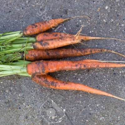 concretecarrots's profile picture. 