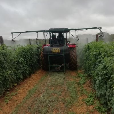 🇿🇼 Farmer - Dorper Sheep & Vegetables (Tomatoes, Onions, Brassicas).